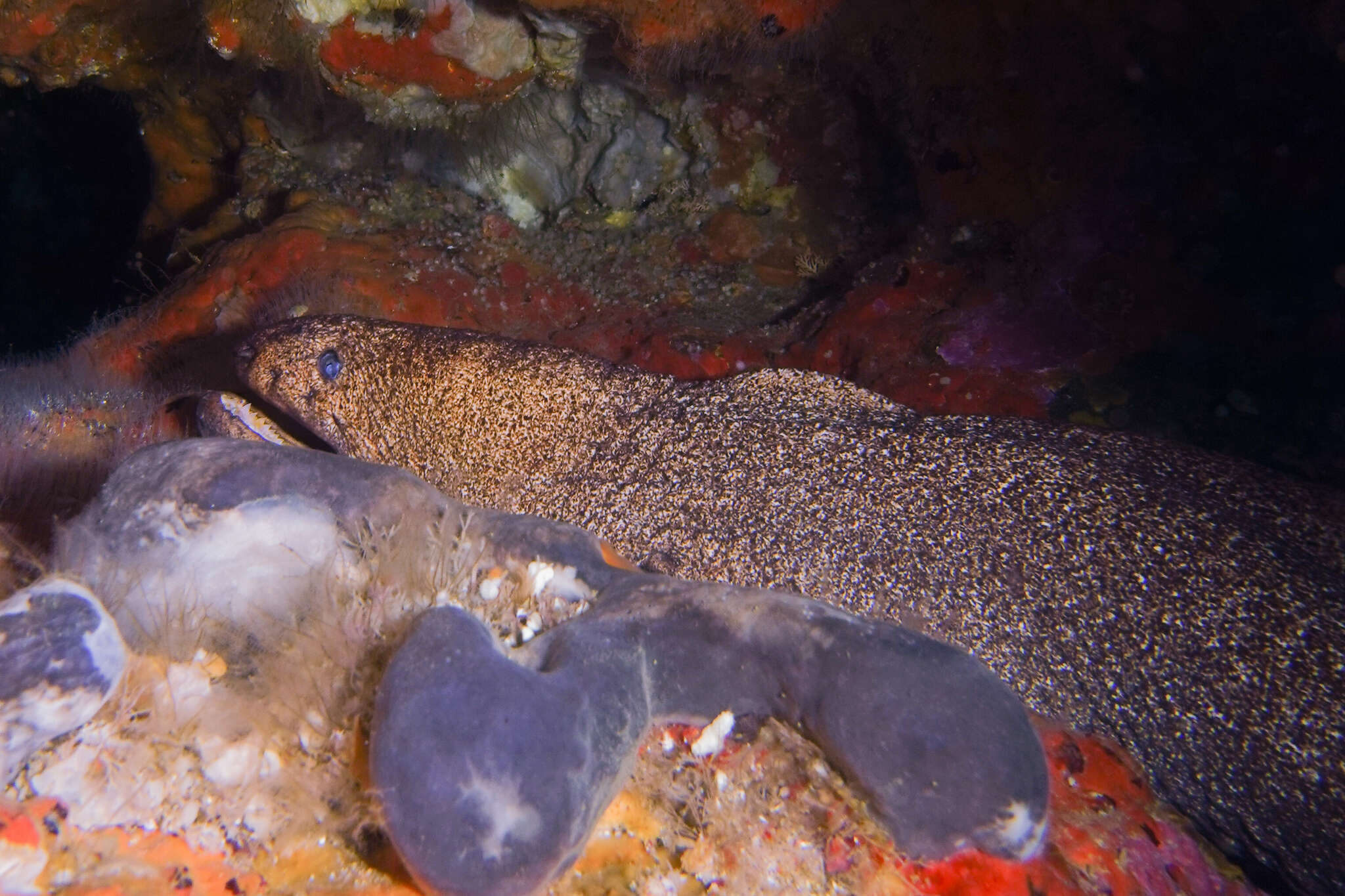 Image of Griffin&#39;s moray