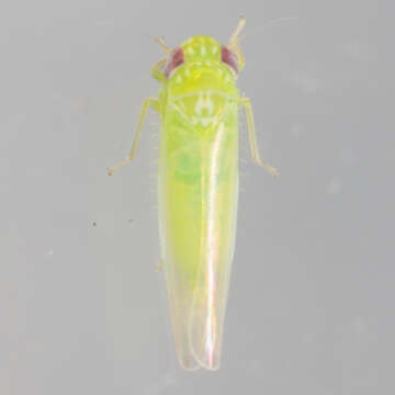 Image of Potato Leafhopper