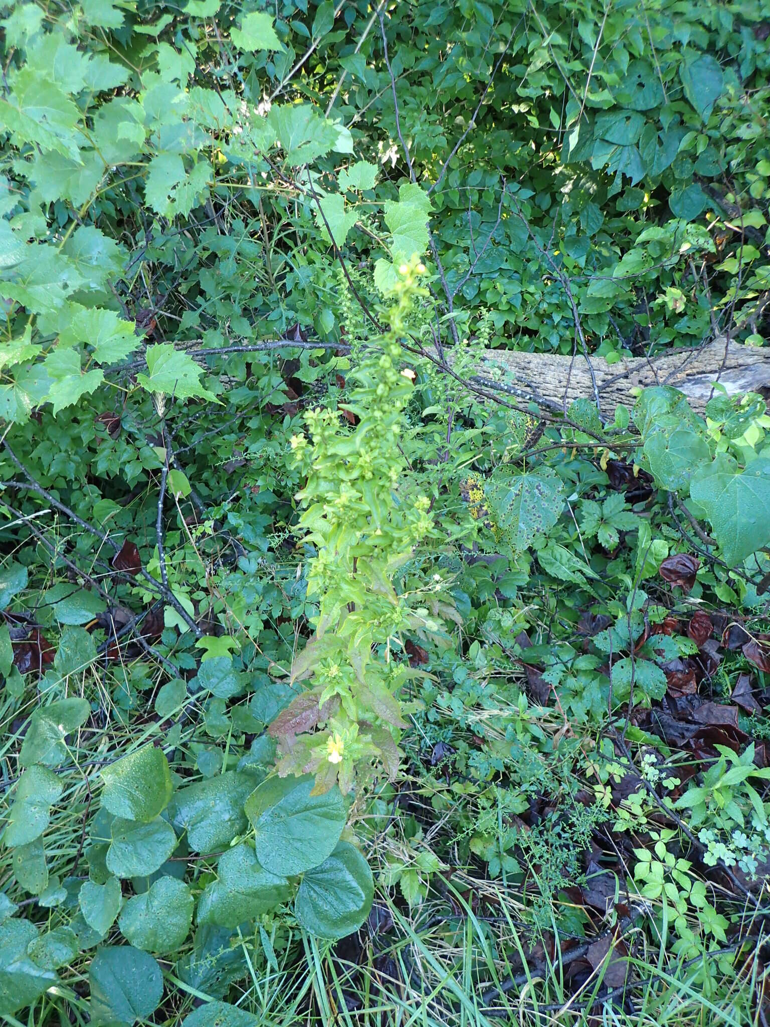 Image of Dasistoma macrophyllum (Nutt.) Raf.