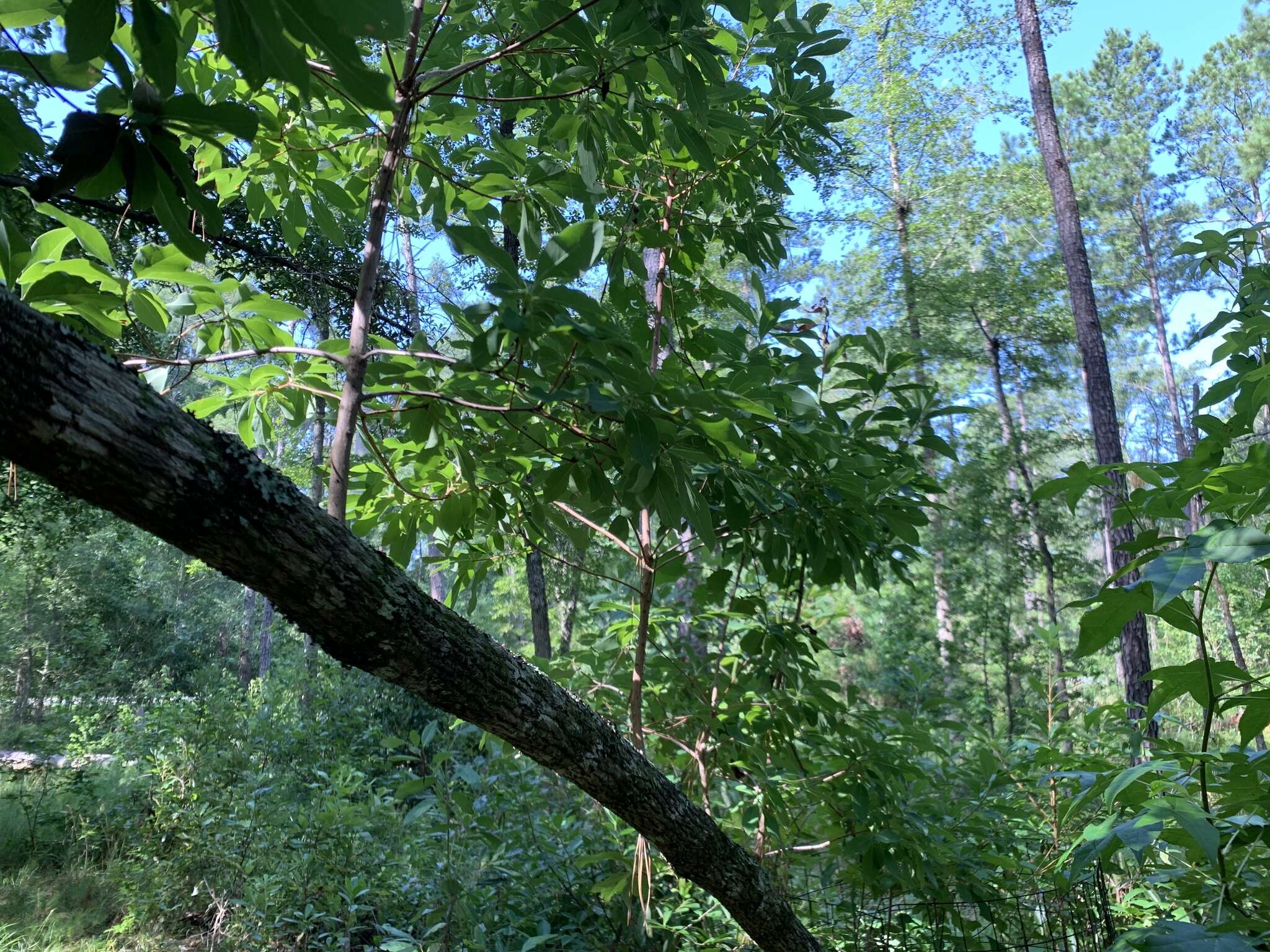 Image of Georgia Plume