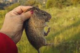 Image of tawny-bellied cotton rat