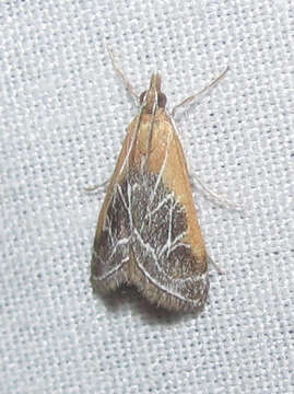 Image of Fulvous-edged Pyrausta Moth