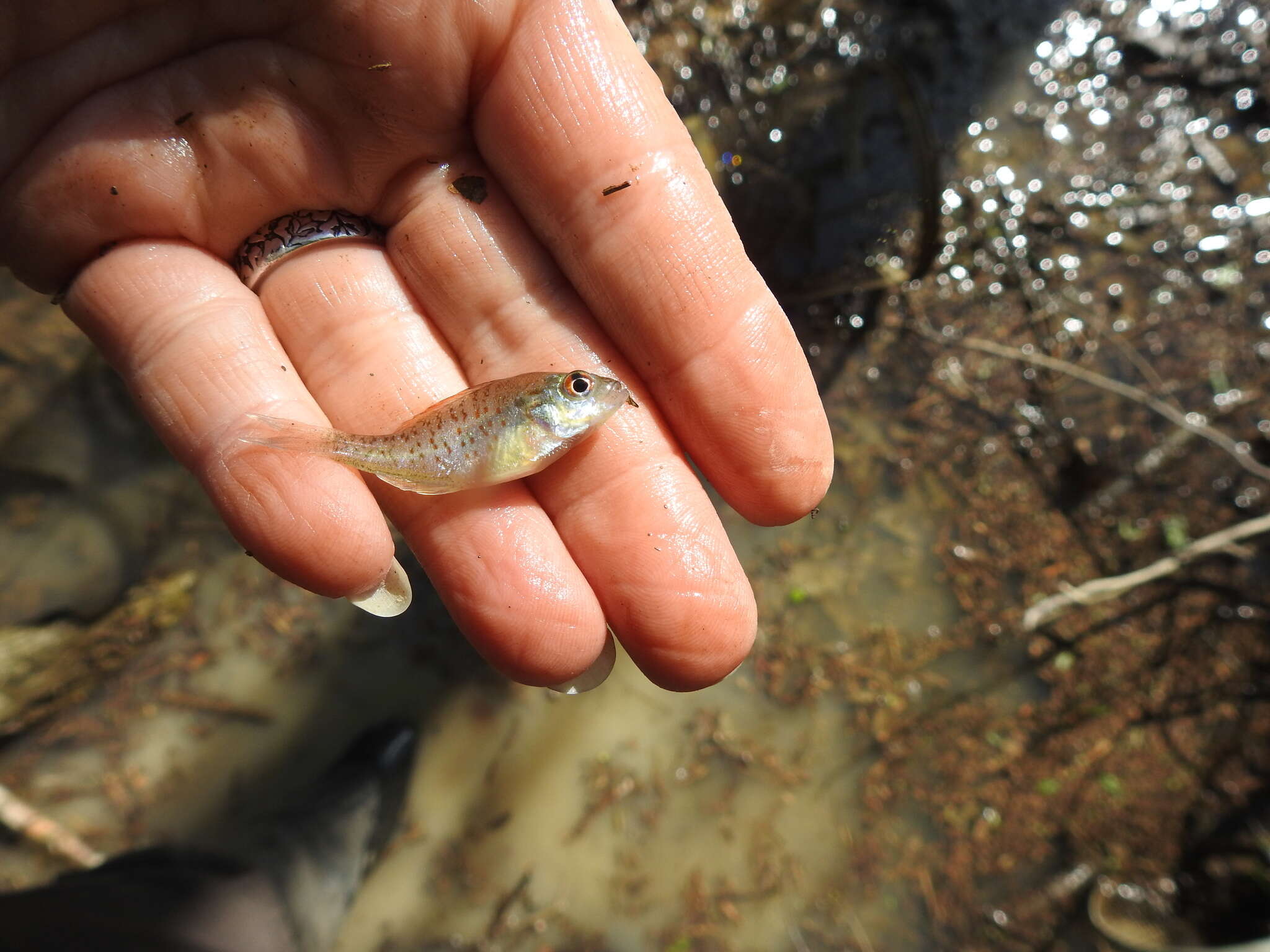 Image of Orangespotted Sunfish