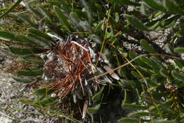 Image of Protea aspera Phillips