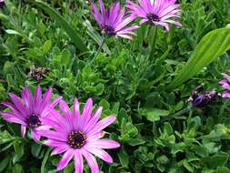 Image of shrubby daisybush