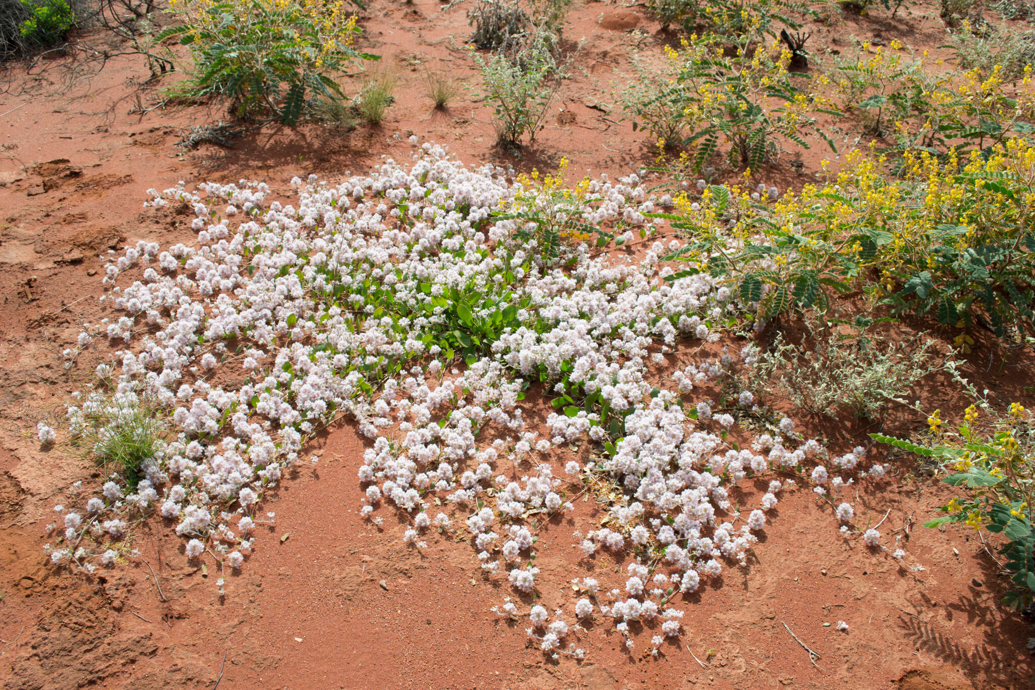 Image of Ptilotus axillaris (Benth.) F. Müll.