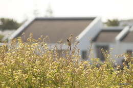 Image of Lesser Black-backed Cisticola