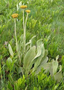 Image of Helichrysum acutatum DC.