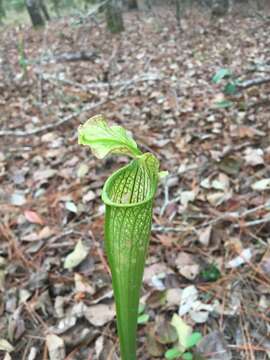 Image of pitcherplant