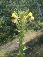 Oenothera subterminalis R. R. Gates resmi