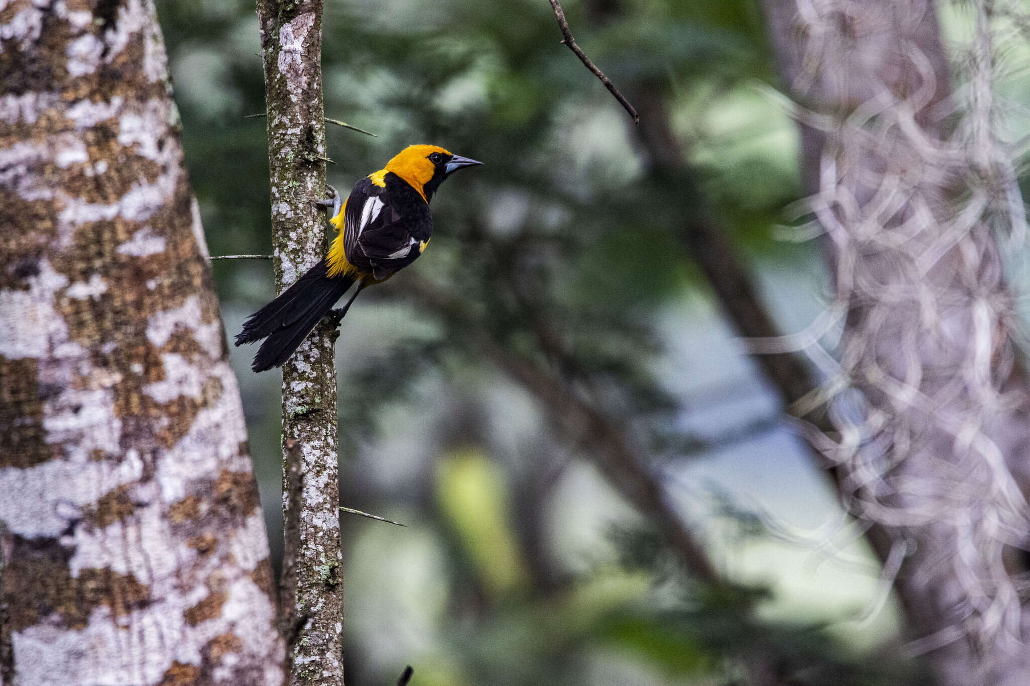 Image of White-edged Oriole