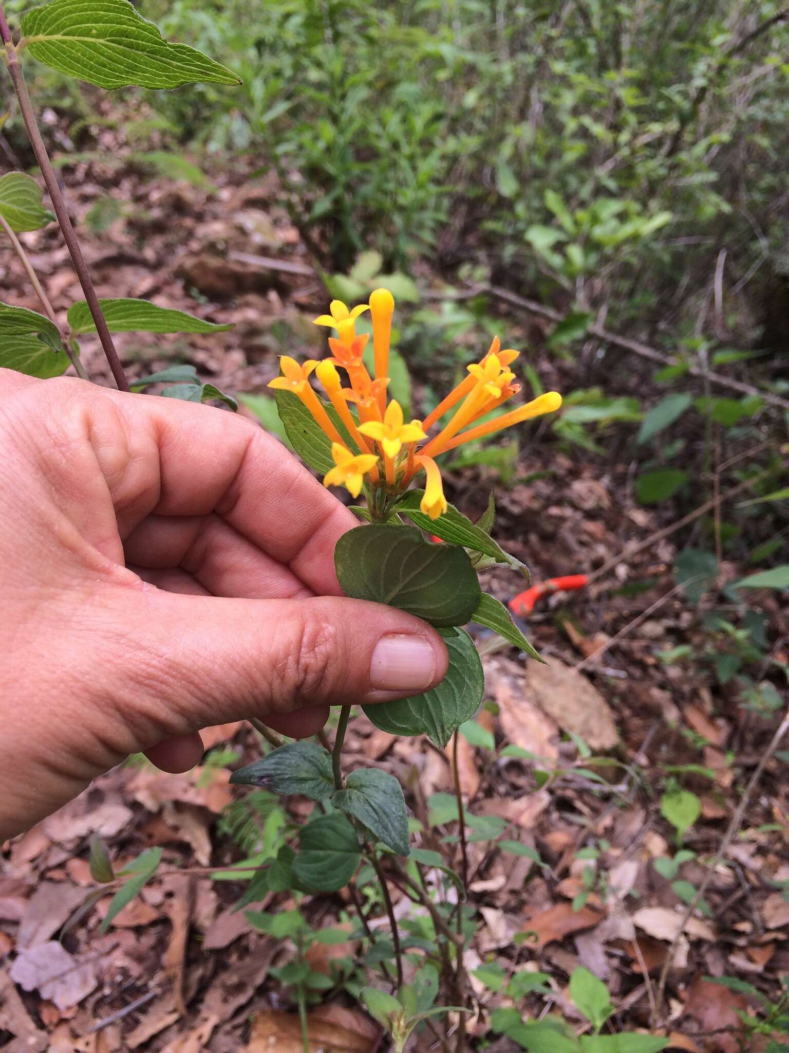 Plancia ëd Bouvardia laevis M. Martens & Galeotti