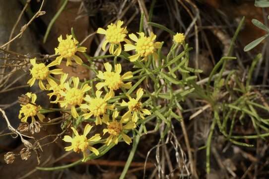 Image of Colorado rubberweed