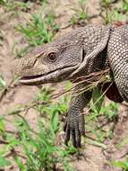 Image of Savannah Monitor