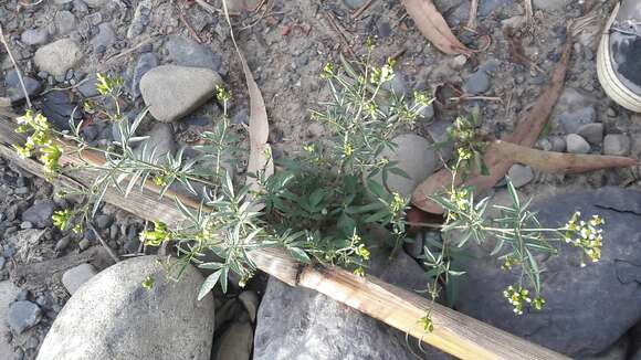 Image of Tagetes terniflora Kunth