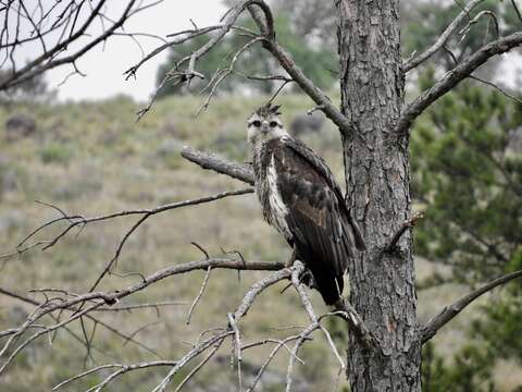 Image of Chaco Eagle