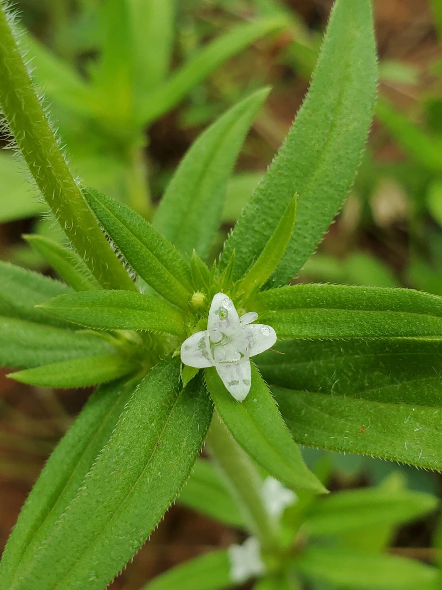 Image of Spermacoce senensis (Klotzsch) Hiern