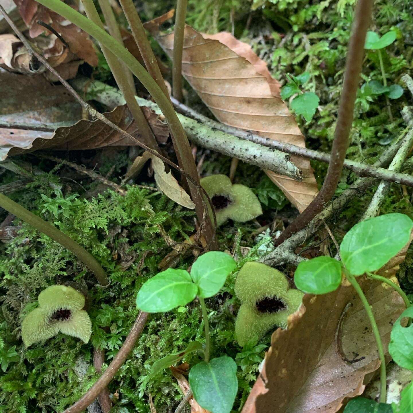 Image of Asarum rosei Sinn