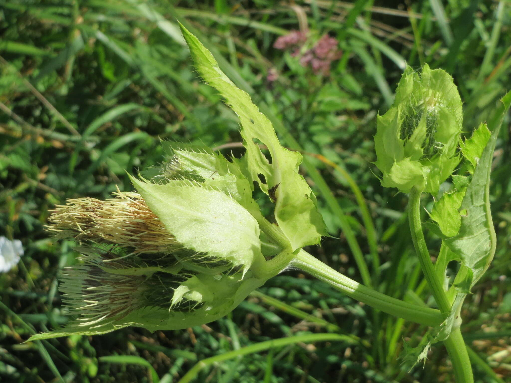 Image of Cabbage Thistle