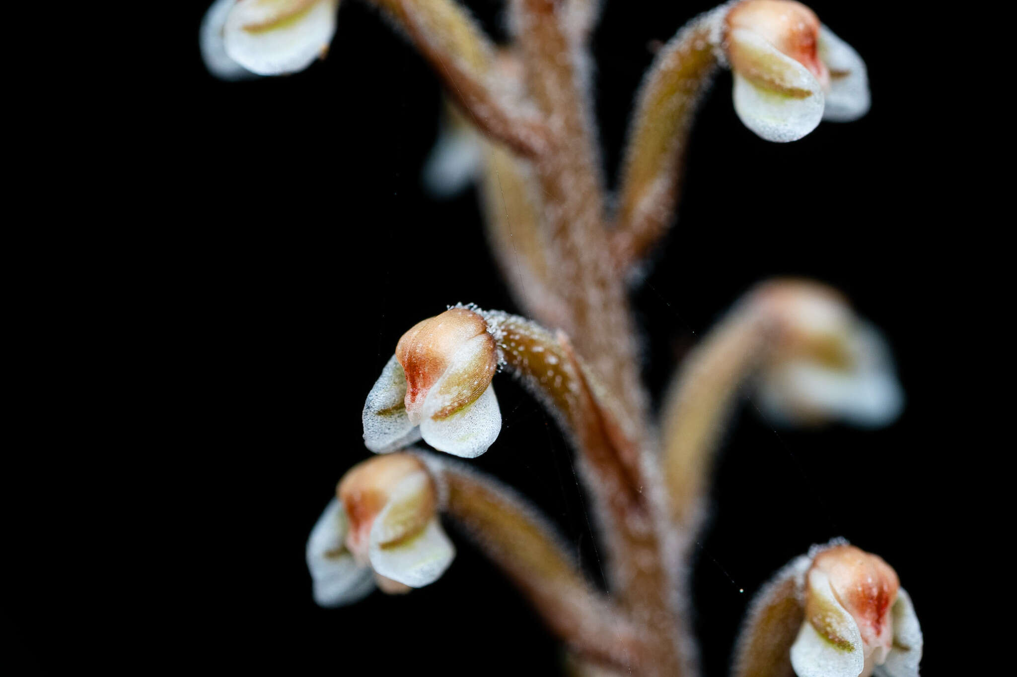 Gonatostylis vieillardii (Rchb. fil.) Schltr.的圖片