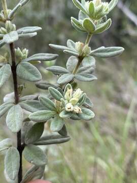 Image of Zieria fordii