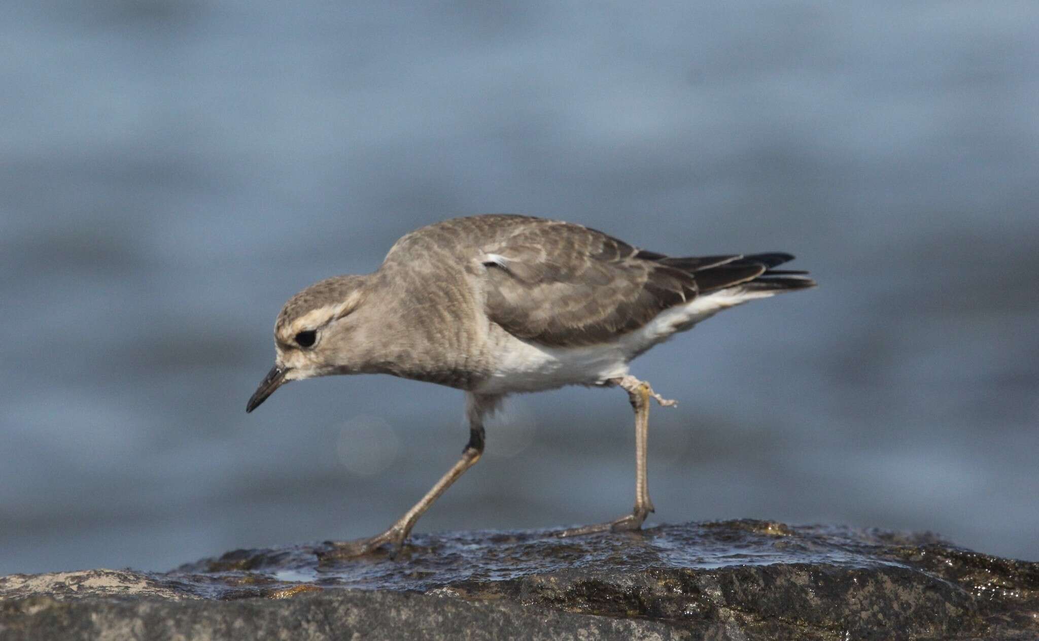 Image of Rufous-chested Dotterel