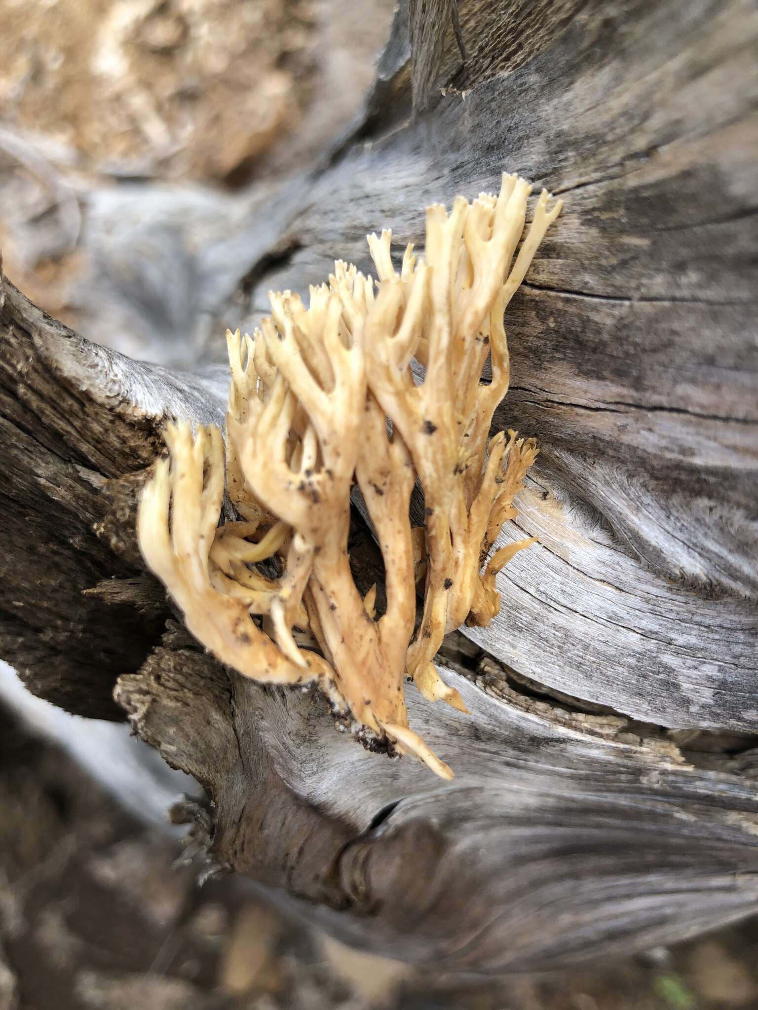 Image of Ramaria pinicola (Burt) Corner 1961