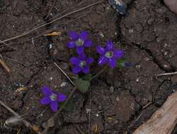 Image of Campanula drabifolia Sm.