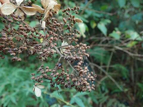 Image of panicled hydrangea