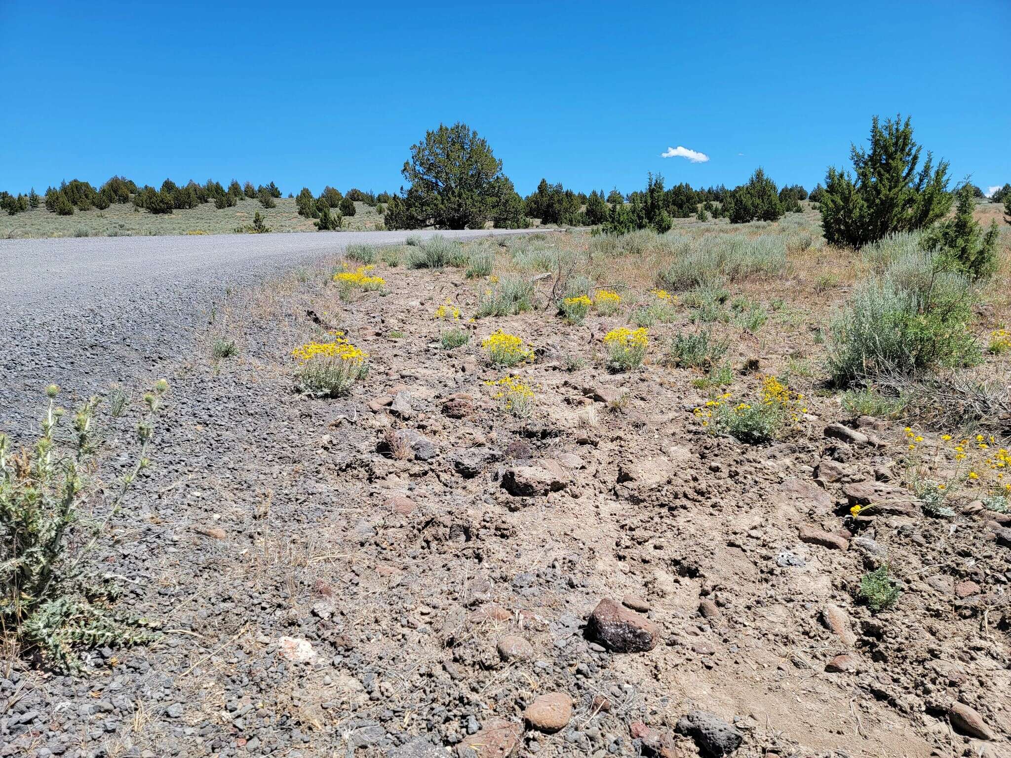 Image of <i>Eriophyllum lanatum</i> var. <i>achilleoides</i> (DC.) Jeps.