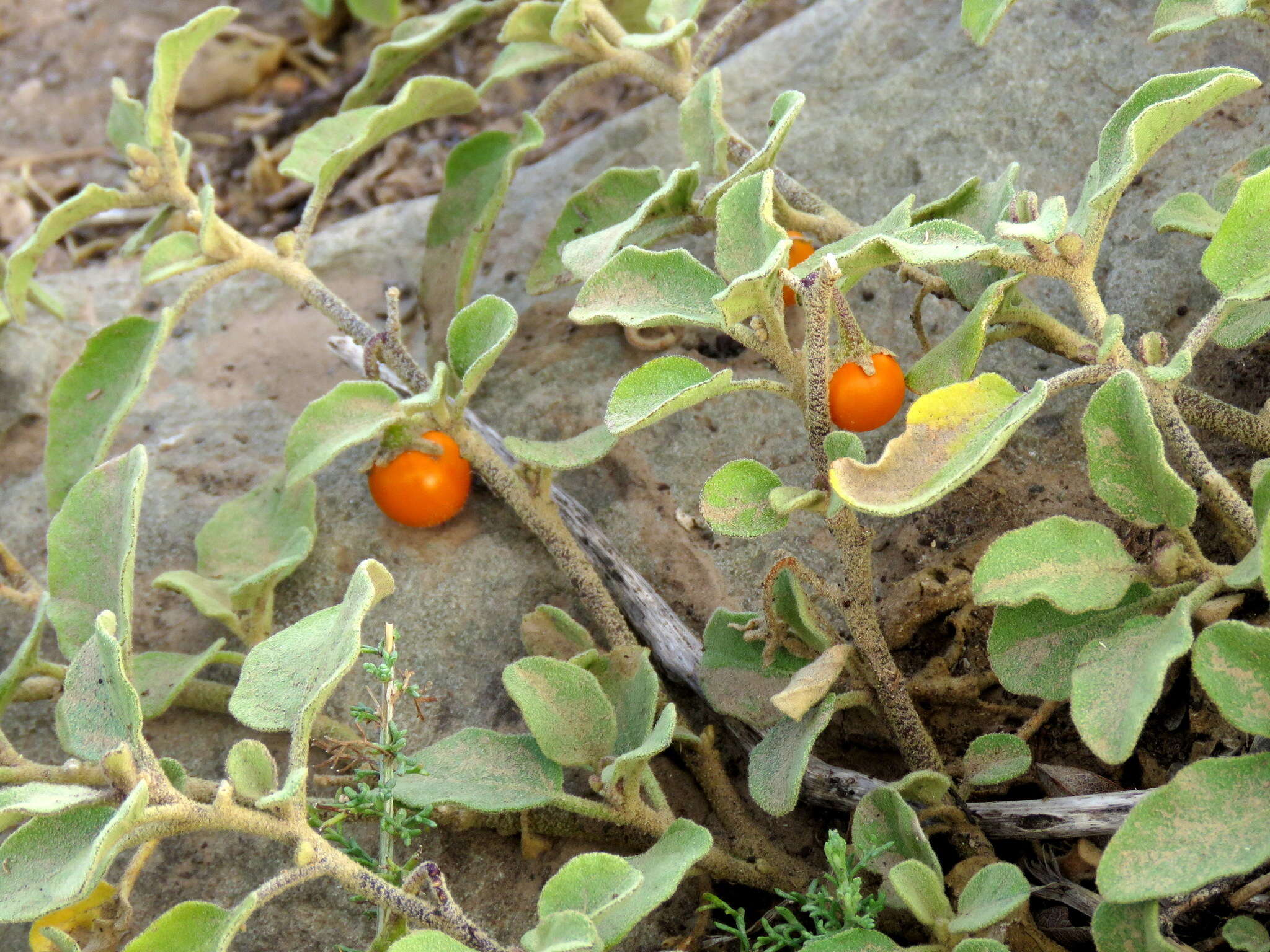 Image of Solanum tomentosum L.