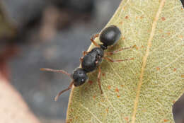 Image of Echinopla turneri Forel 1901