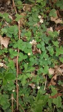 Image of Barren Strawberry