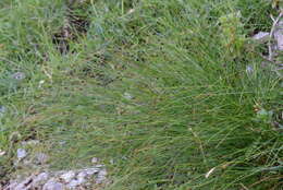 Image of Juncus monanthos Jacq.