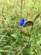 Image of commelina