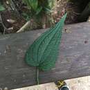 Anthurium clidemioides Standl. resmi