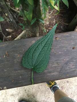 صورة Anthurium clidemioides Standl.