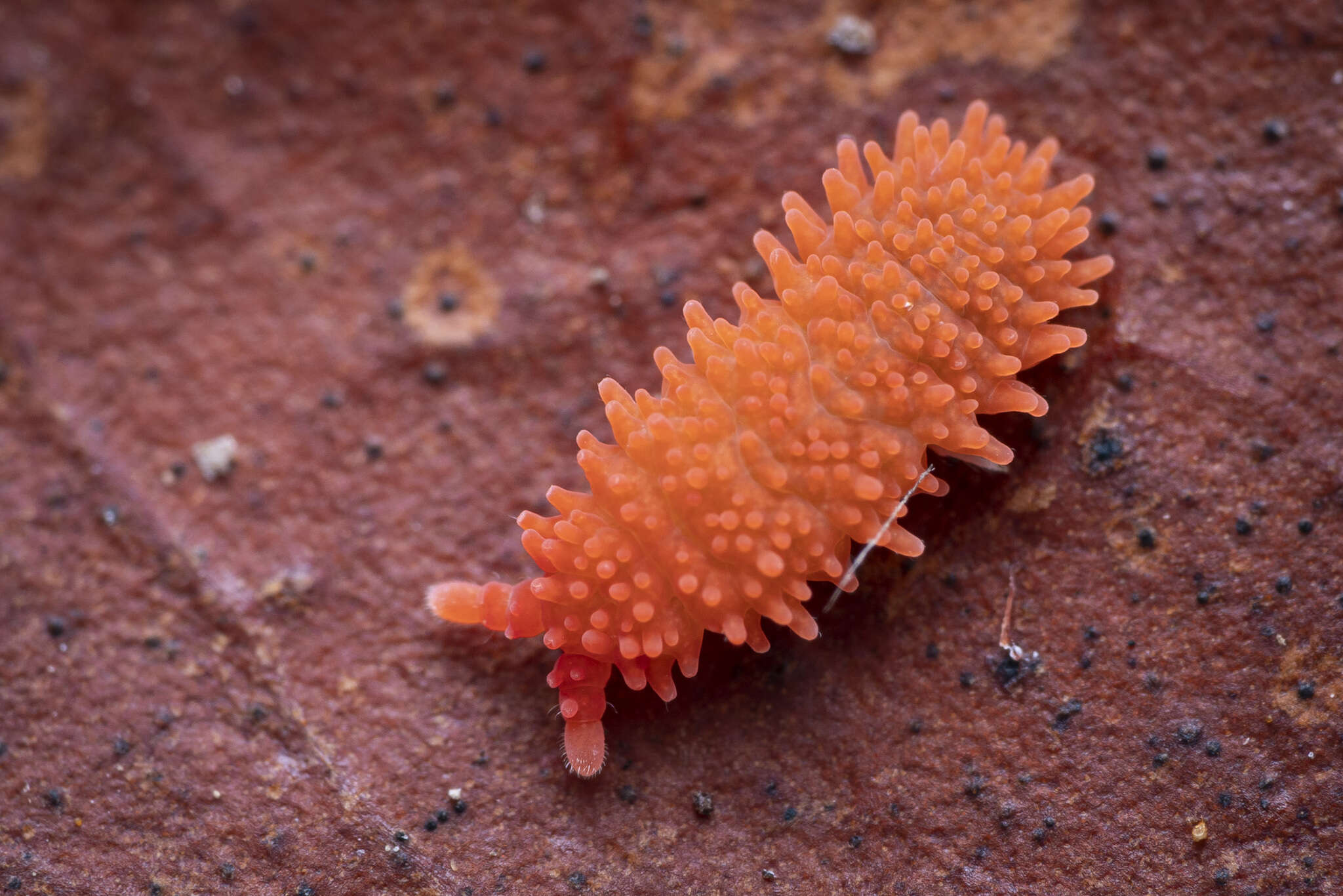 Image of Caledonimeria mirabilis Delamare Deboutteville, C, Massoud & Z 1962