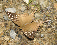 Image of Dappled Daggerwing