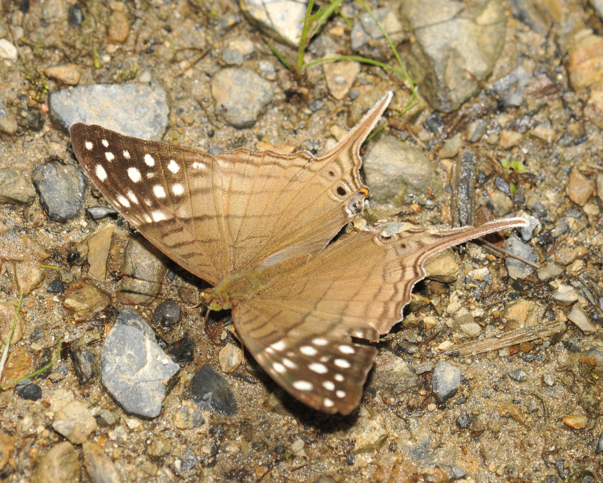 Image of Dappled Daggerwing