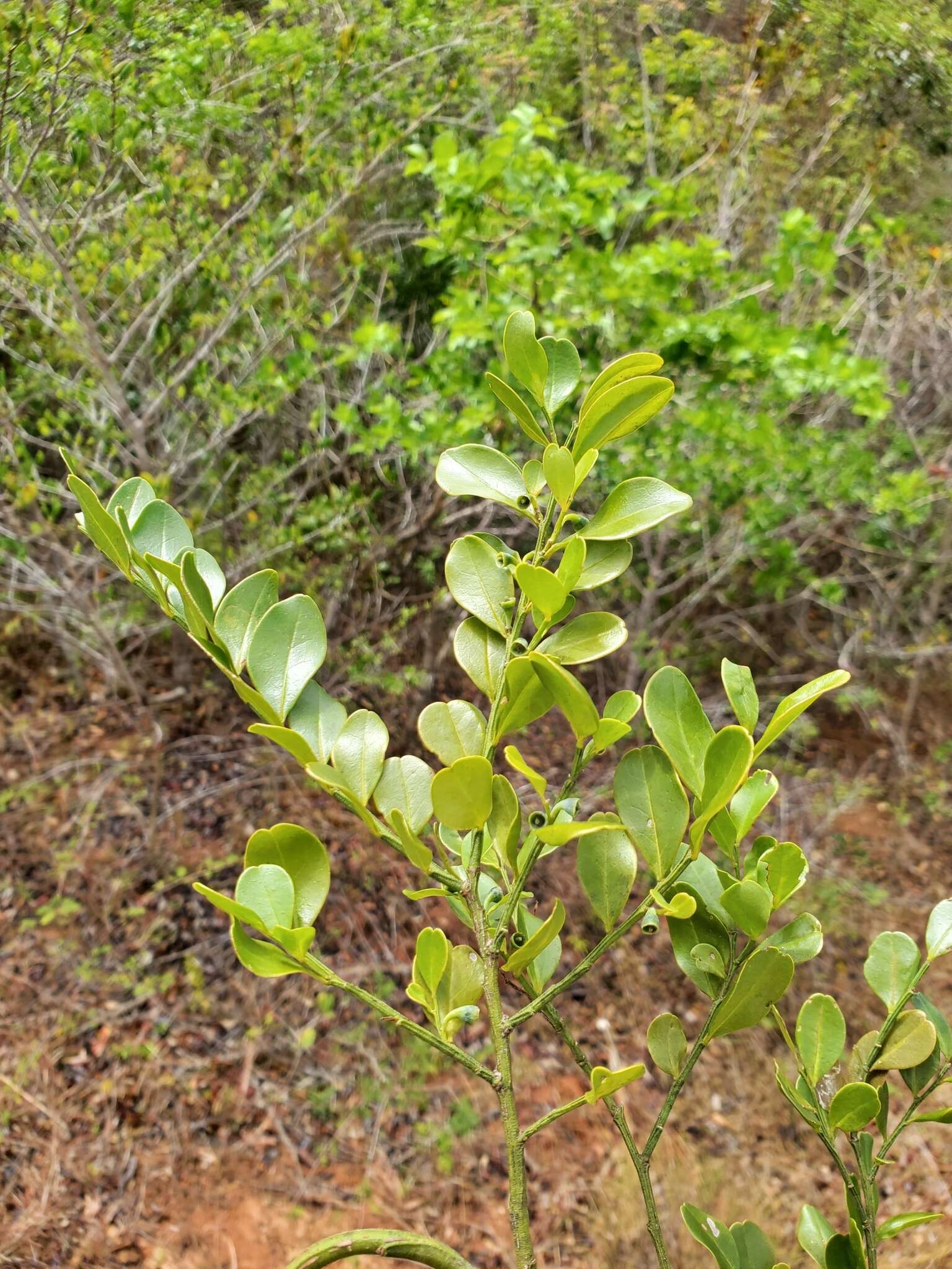 Image of Olax antsiranensis Z. S. Rogers, Malecot & Sikes