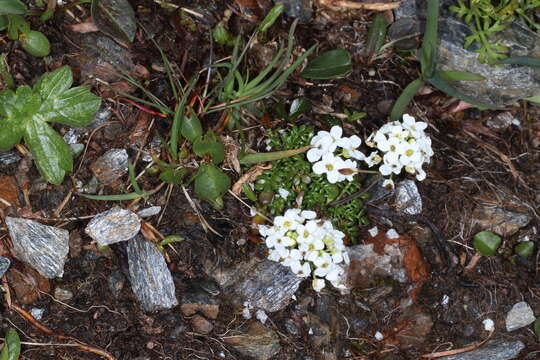 Imagem de Hornungia alpina subsp. brevicaulis (Spreng.) O. Appel