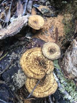 Image de Cantharellus umbriceps Cooke 1879