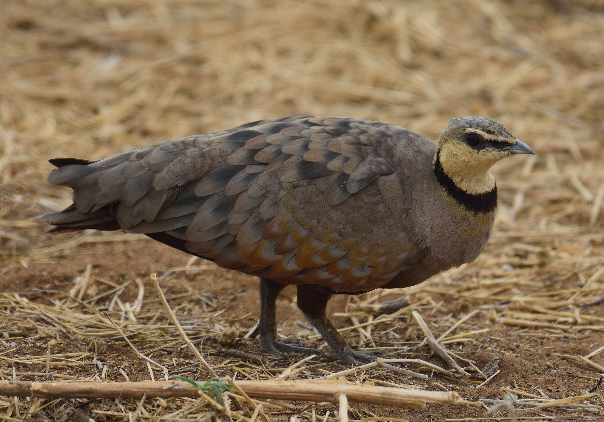 Image of Yellow-throated Sandgrouse