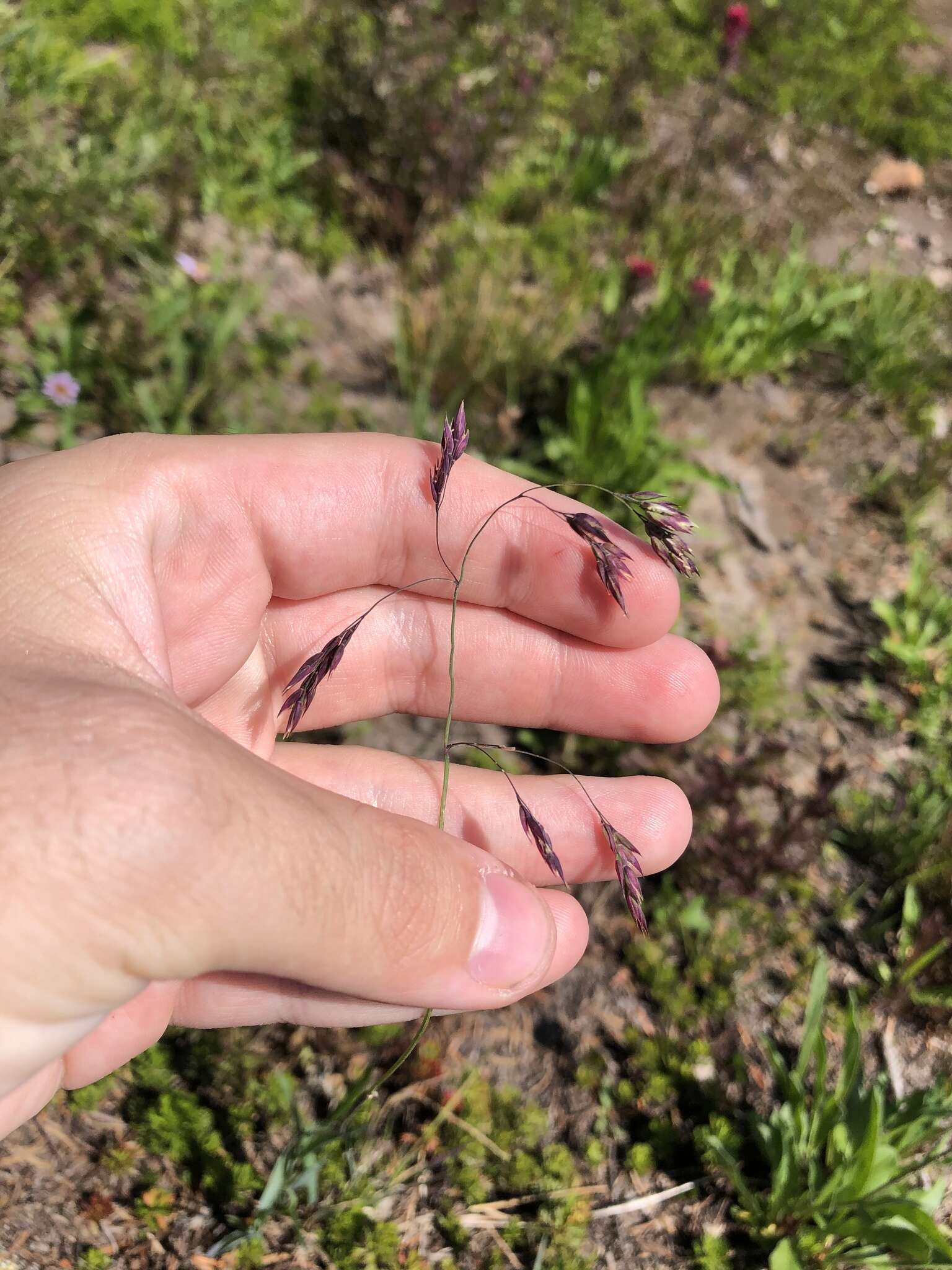 Imagem de Deschampsia atropurpurea (Wahlenb.) Scheele