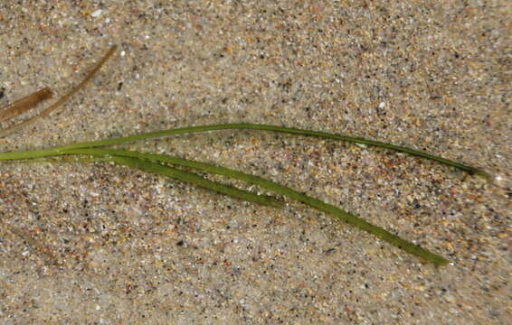 Image of Zostera novazelandica Setch.