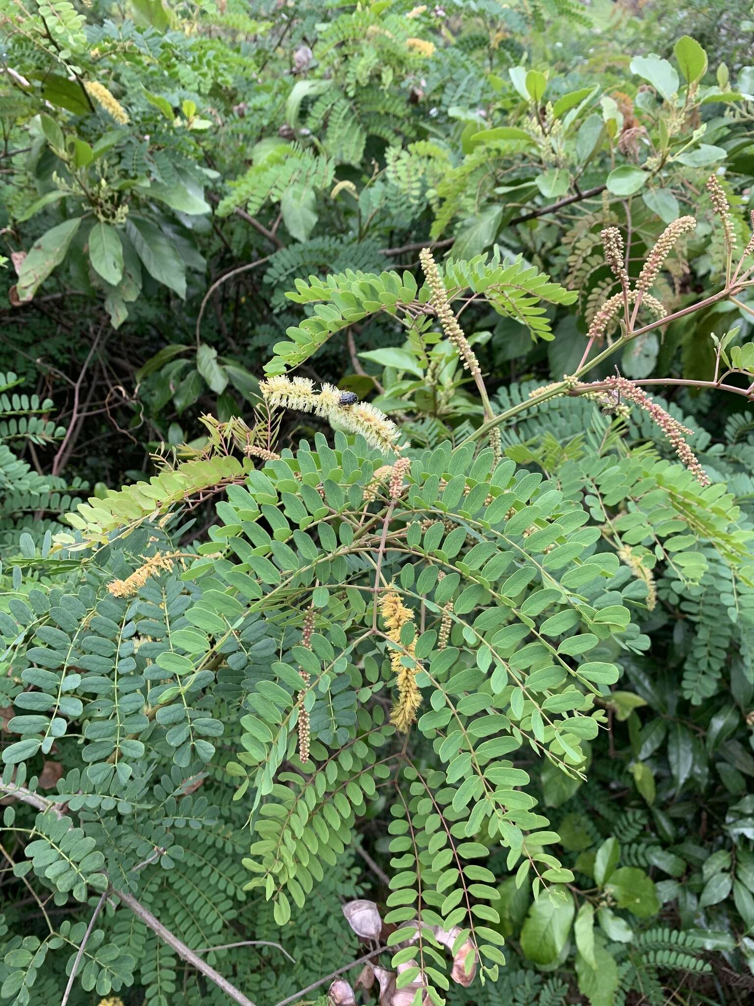 Image of Adenopodia spicata (E. Mey.) C. Presl