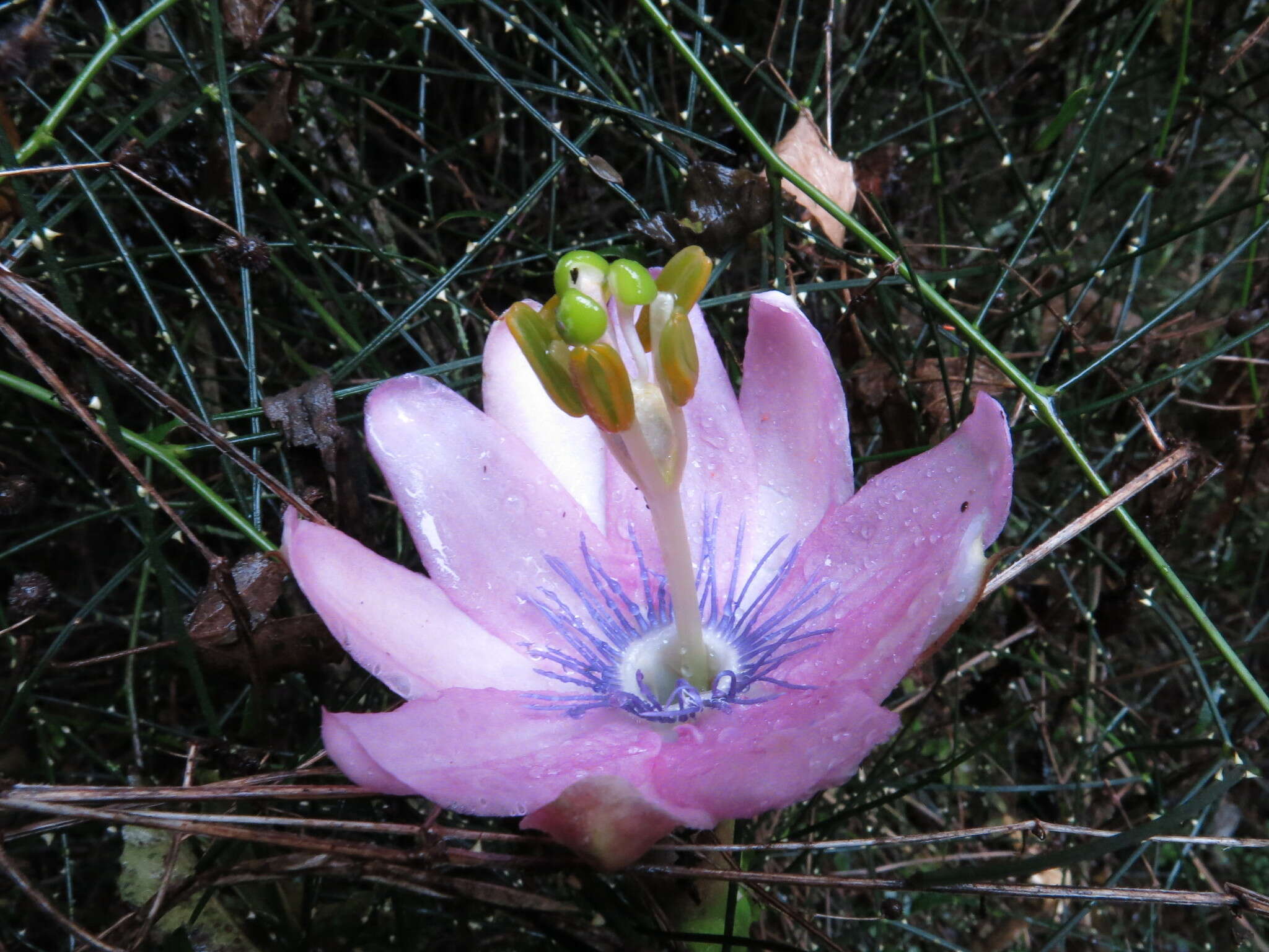 Image of Passiflora pinnatistipula Cav.