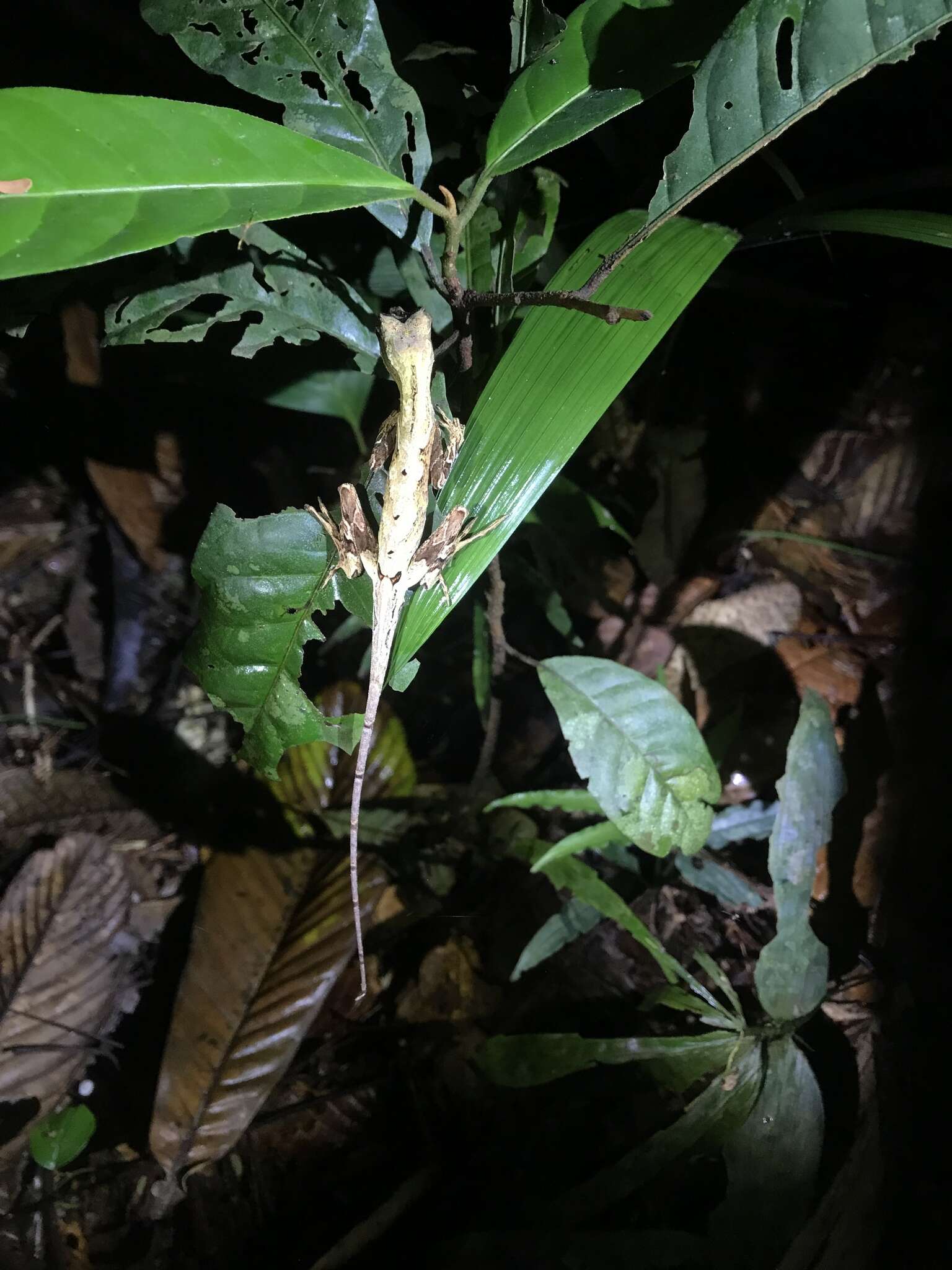 Image of Common Forest Anole