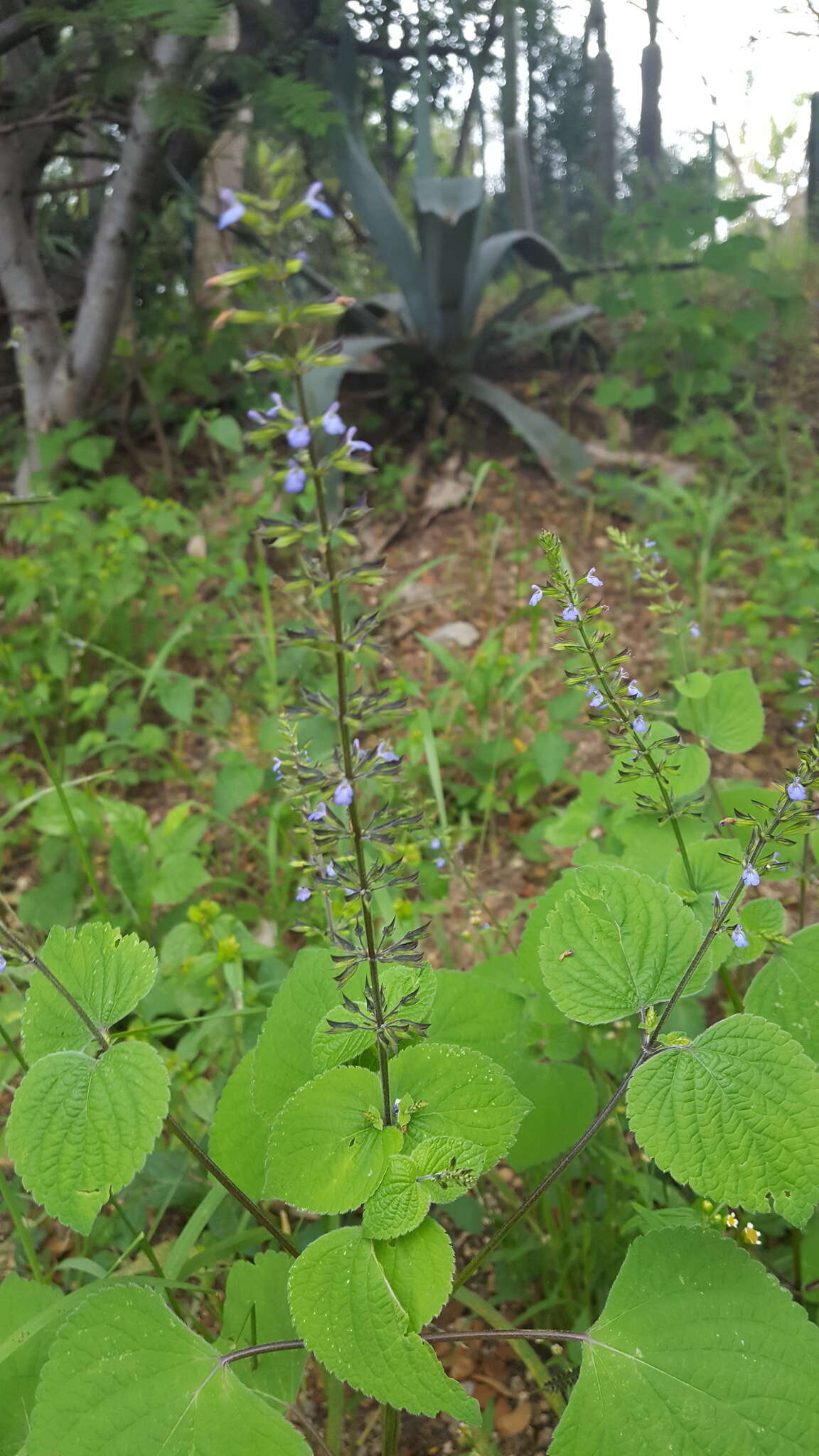 Imagem de Salvia tiliifolia Vahl